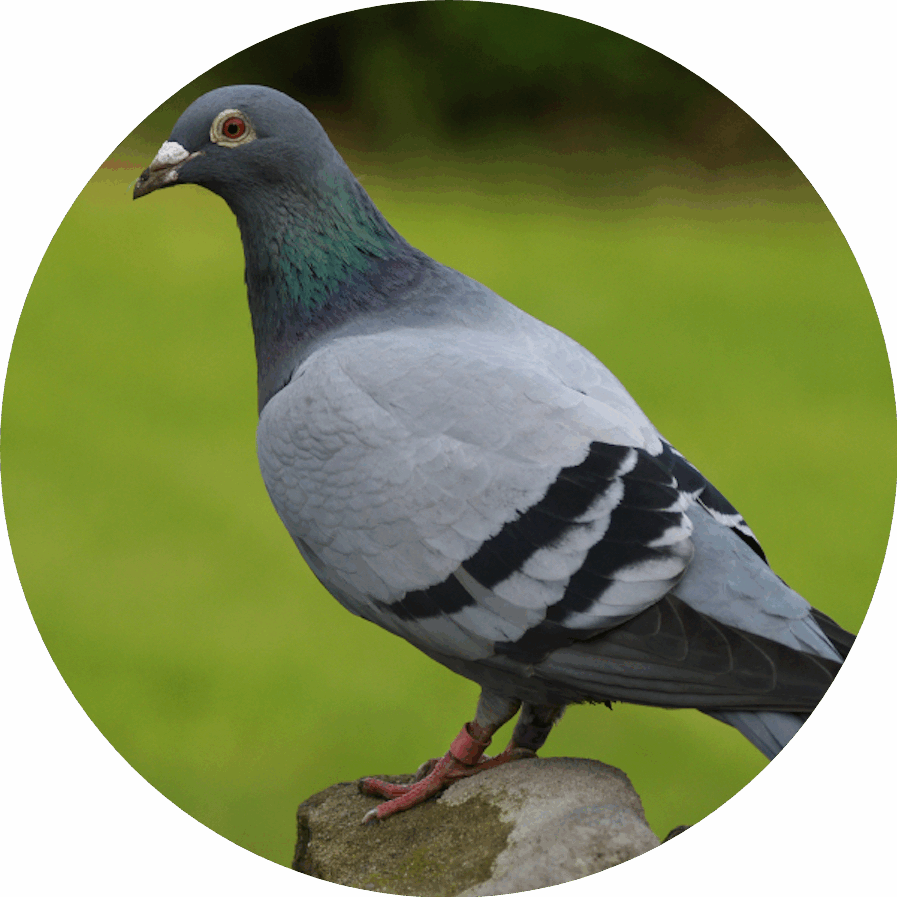 TenZ
